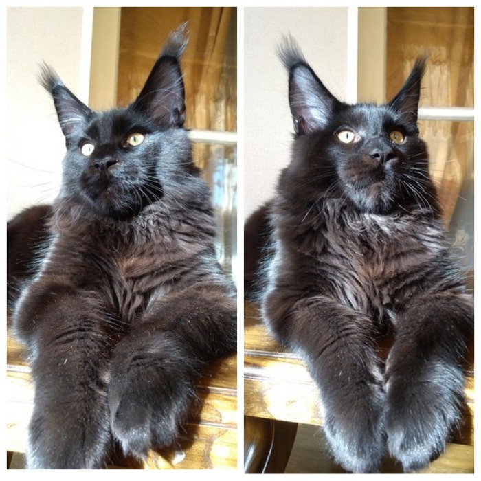 ������ ���������