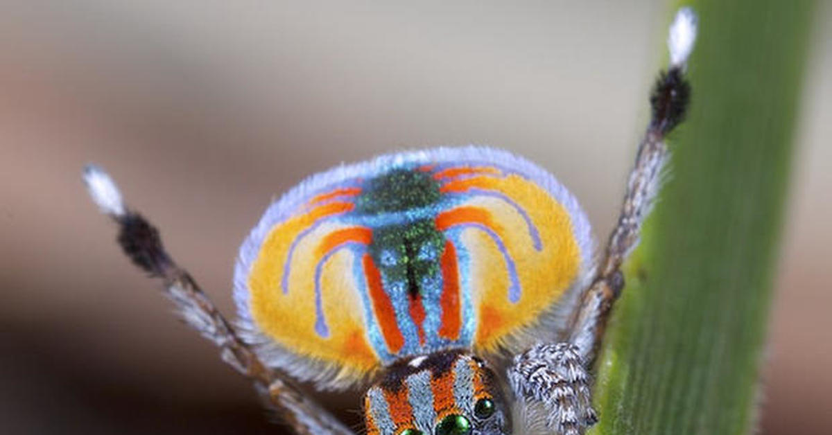 You searched for label/insect - Featured Creature Jumping spider, Spider, Pet sp