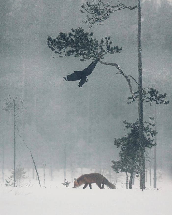 Foxes and crows. - Fox, Crow, Animals, The photo, , Aquarium, 