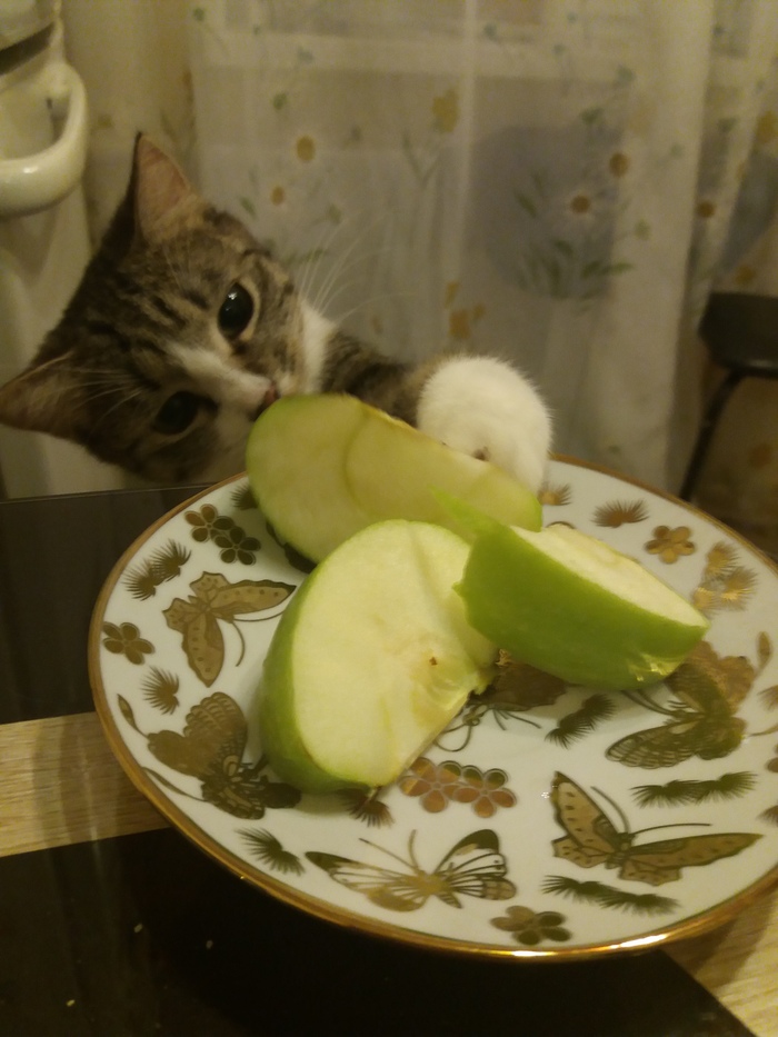 What if I love this too? - My, cat, , Food, Apples, Paws, Longpost