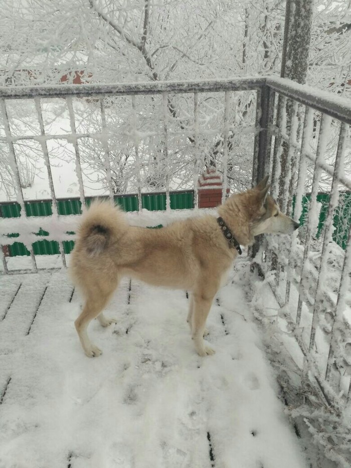 Вот такая красота сегодня с утра - Жизнь, Длиннопост, Уфа, Моё, Дом, Собака