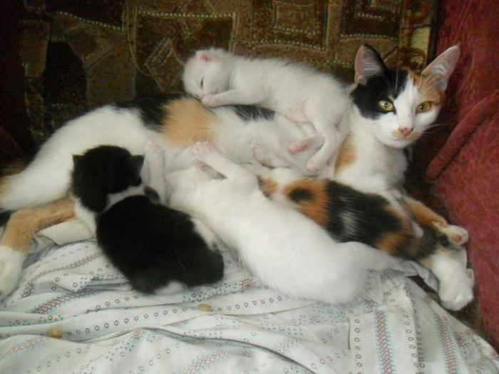 Newborn kittens part 2 - My, Milota, cat, , Tricolor cat