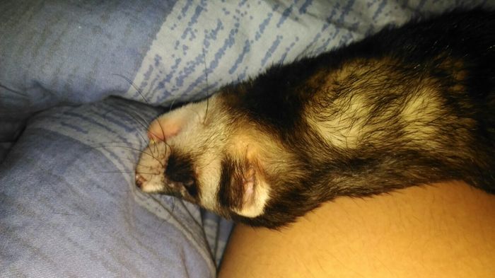 When you really want to sleep, I envy - My, Funny Ferrets, Ferret, My, Laziness, Smoking, Lack of sleep, Longpost