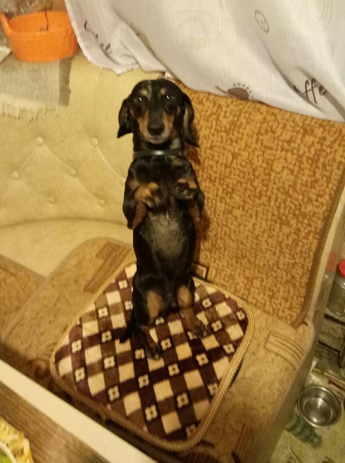 Will you give me a treat? - Milota, Dachshund, My, Pets