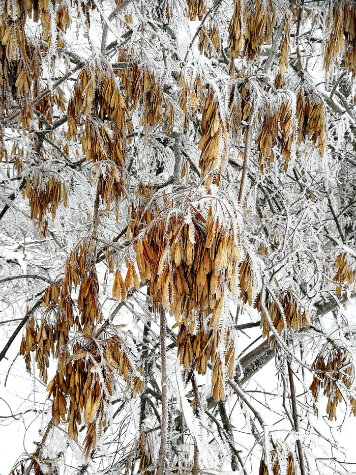 Природа-художник. Зима, Природа, Снег, Длиннопост