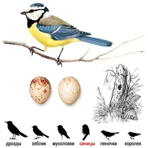 Blue tit. Greenfinch. What are they? - Birds, Biology, Ornithology, Greenfinch, Lazorevka, Longpost