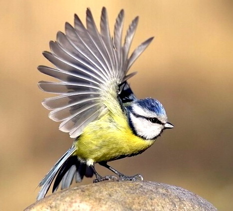 Blue tit. Greenfinch. What are they? - Birds, Biology, Ornithology, Greenfinch, Lazorevka, Longpost