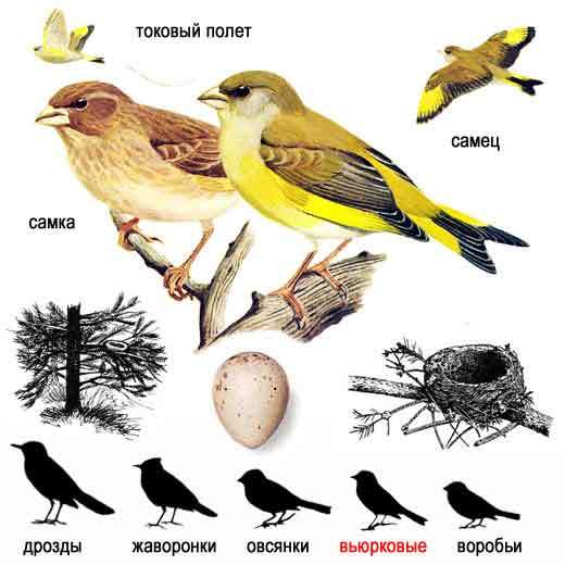 Blue tit. Greenfinch. What are they? - Birds, Biology, Ornithology, Greenfinch, Lazorevka, Longpost