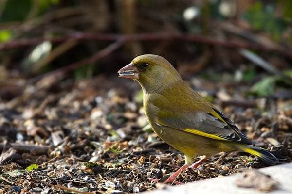 Blue tit. Greenfinch. What are they? - Birds, Biology, Ornithology, Greenfinch, Lazorevka, Longpost