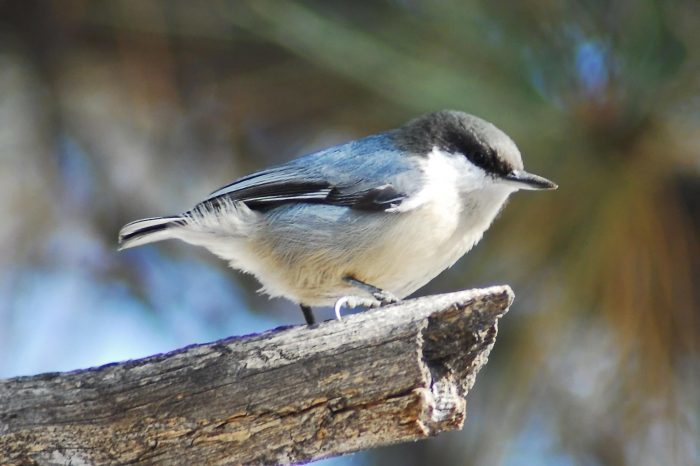 Nuthatch. What are they? - Birds, Biology, Ornithology, Nuthatch, , Video, Longpost