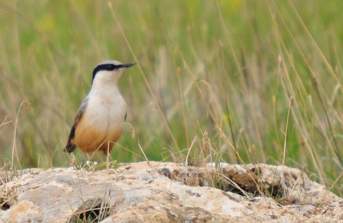 Nuthatch. What are they? - Birds, Biology, Ornithology, Nuthatch, , Video, Longpost