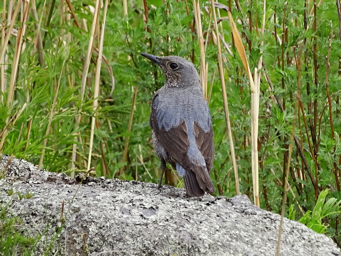 Birds of Primorsky Krai - part 1. - My, Birds, Дальний Восток, Primorsky Krai, Oktyabrsky District, Longpost