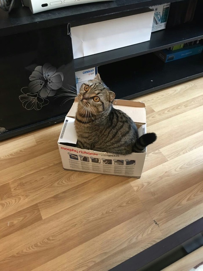 Need to conquer boxes of all sizes in this life! - Box, My, cat