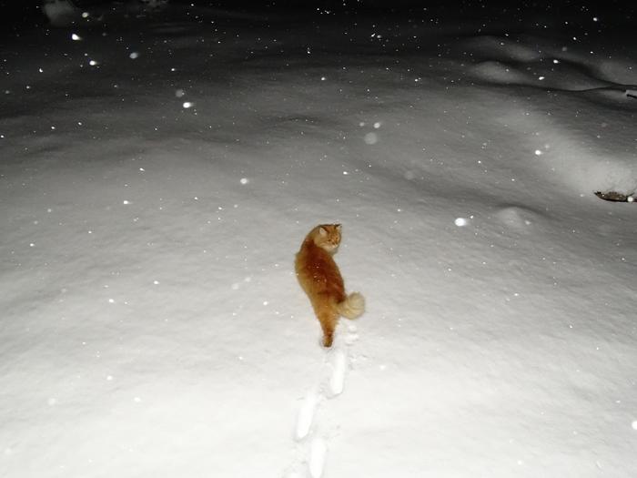 Ginger is a night traveler. - My, cat, Redheads, Primorsky Krai, Oktyabrsky District, Longpost