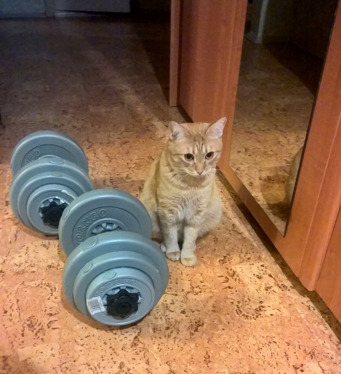 Fitness cat - Sherstakovich, can press-press despite the paws... Getting ready for the summer - My, cat, Fitness, Sport, Paws