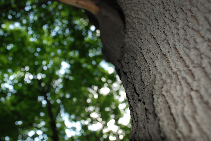 Bark, just bark - My, Tree, Nature, Camping, Greenery, Bark, Picnic, The photo, Travels