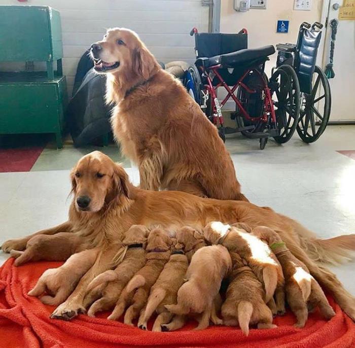In the first photo with offspring, almost all young dads look a little dumbfounded and stupid - Dog, Family photo, Puppies, Dad, Mum, Offspring, Milota, Golden retriever, Father