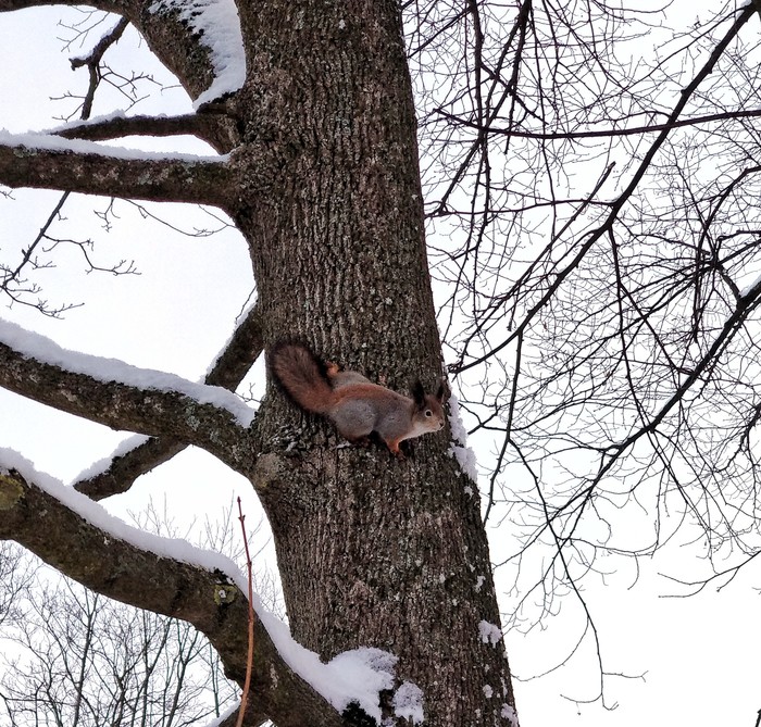 Snowy Sunday. - My, Forest, Winter, Squirrel, Car, Nature, Beginning photographer, Longpost