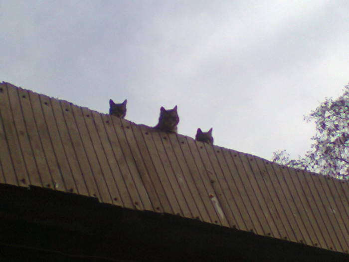 Management of cat surveillance. - My, Odessa, Humor, Catomafia, cat