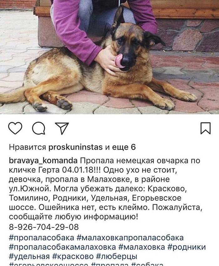 Power of Peekaboo, help! - My, The dog is missing, Malakhovka, , Specific, Help, Dog, Moscow region