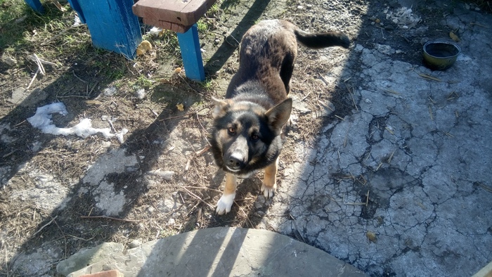 Dog is looking for a home - Looking for a home, My, Dog, German Shepherd, Dnieper, Longpost