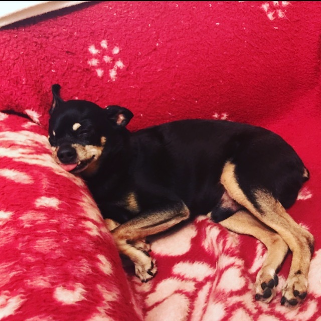 Lost dog!!!!!!!! - My, Russian Toy Terrier, Black, Biryulyovo, 