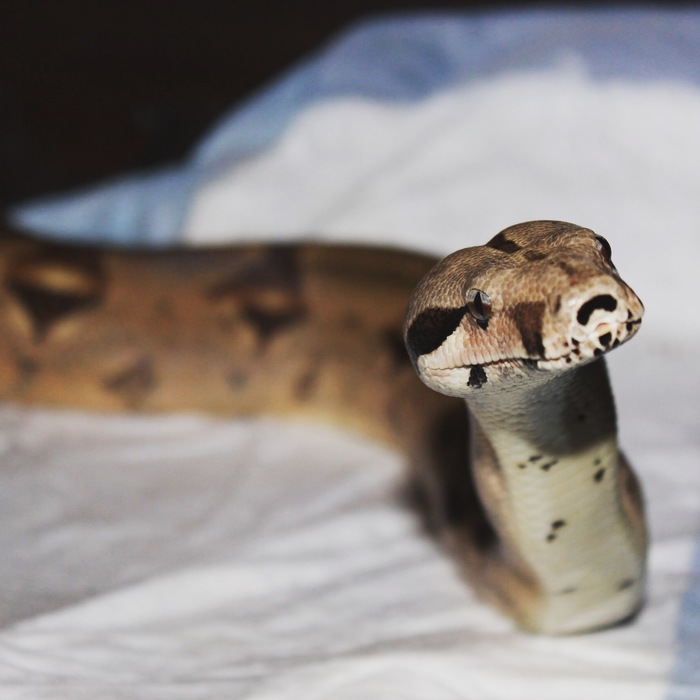 How do you feel about snakes? - Snake, Reptiles, Boa, Pets, Longpost