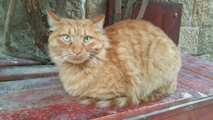 cat from the old town - My, cat, Impudent muzzle, Redheads, , Fluffy, Longpost, Impudence