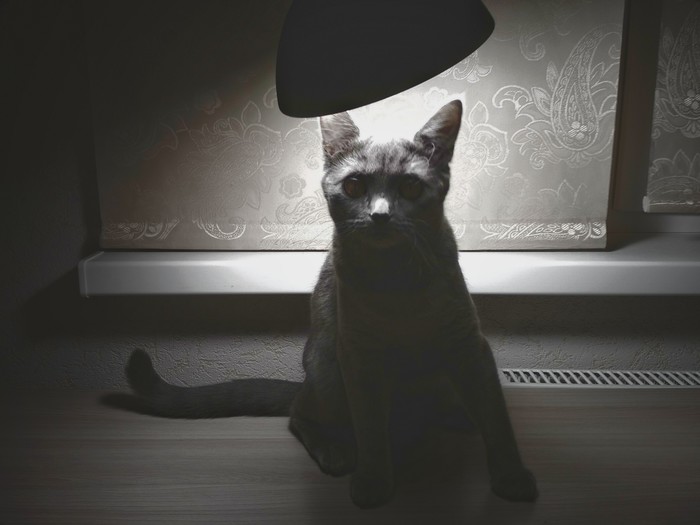 lamp cat - My, Лампа, cat, Catomafia, Longpost