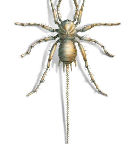 In Myanmar, a strange tailed spider from the Cretaceous period was found in amber - My, Spider, Cretaceous, Paleontology, Longpost, Copy-paste