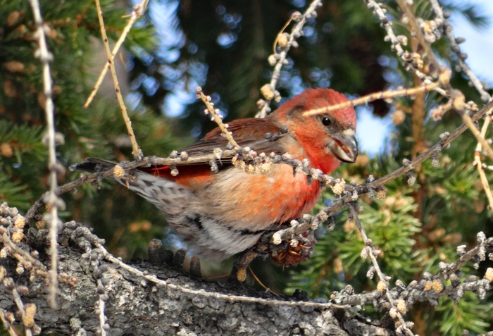 birds of the north - My, Crossbill, Birds