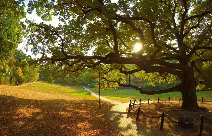 Oak from Russia VS European trees - My, Competition, Good league, Ecology, Oak, Longpost