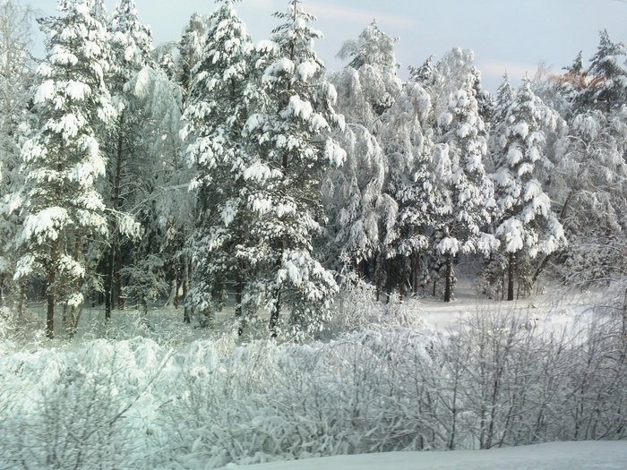 Train Smolensk-Moscow this morning - My, Winter, A train, Forest, Snow, Yotaphone 2