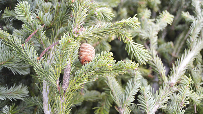 Winter in Sochi - Beginning photographer, My, Wallpaper, , Winter, My, The photo, Cones, New Year