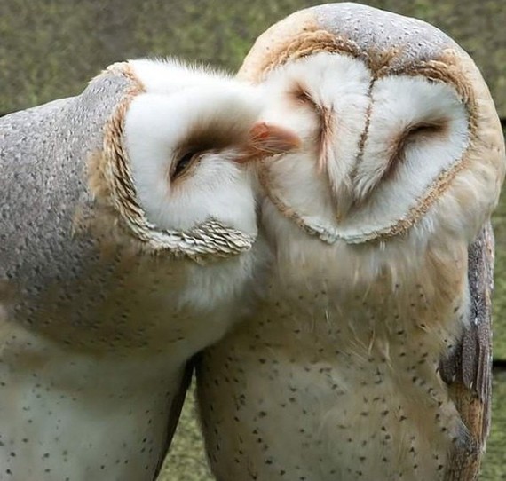 Owl tenderness:3 - Barn owl, Owl, Birds, Tenderness, The photo