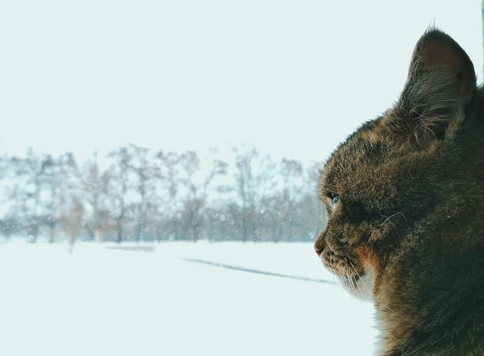 Тщетность кошачьего бытия - Моё, Кот, Зима, Грусть