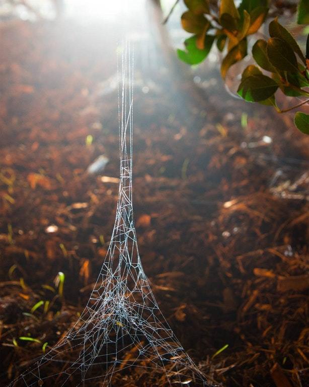 I'll have my own tower with blackjack and rattling flies. - The photo, Spider, Web, Eiffel Tower