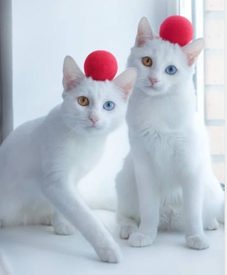 ����� ��������