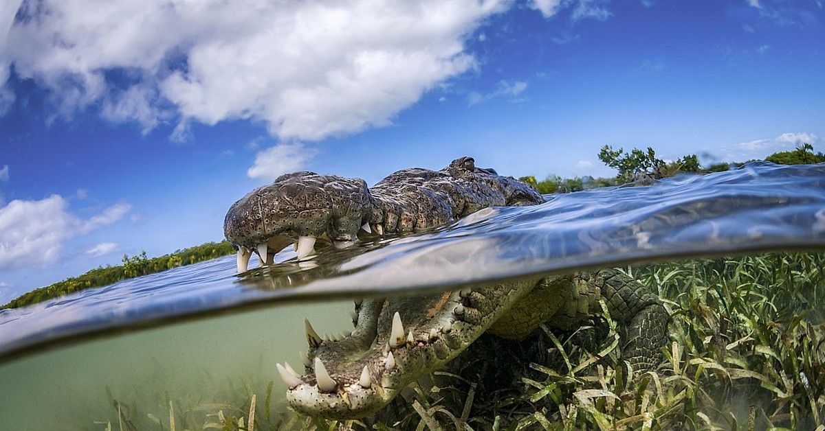 Интересная пора. National Geographic крокодил. National Geographic обои для рабочего стола. Пейзаж с крокодилом. Фотограф и крокодил.