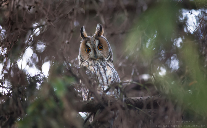 eared owlet - Owl, Eared, Hunting, Wild animals