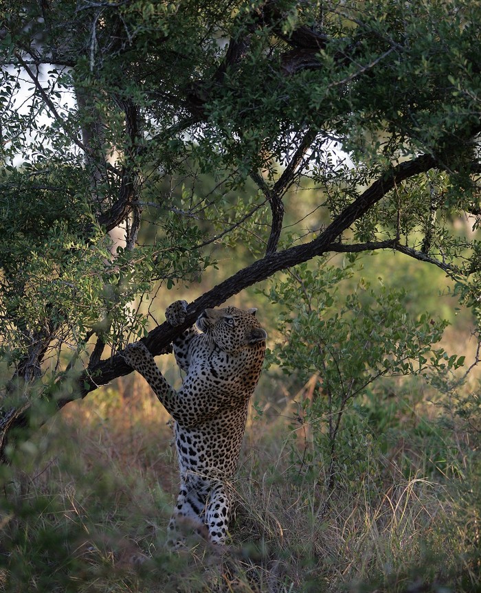 Леопард - The National Geographic, Природа, Леопард, Животные, Длиннопост