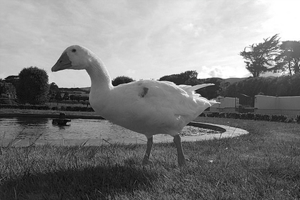 A bisexual goose who raised 68 swans has died. - New Zealand, , , Offspring, 