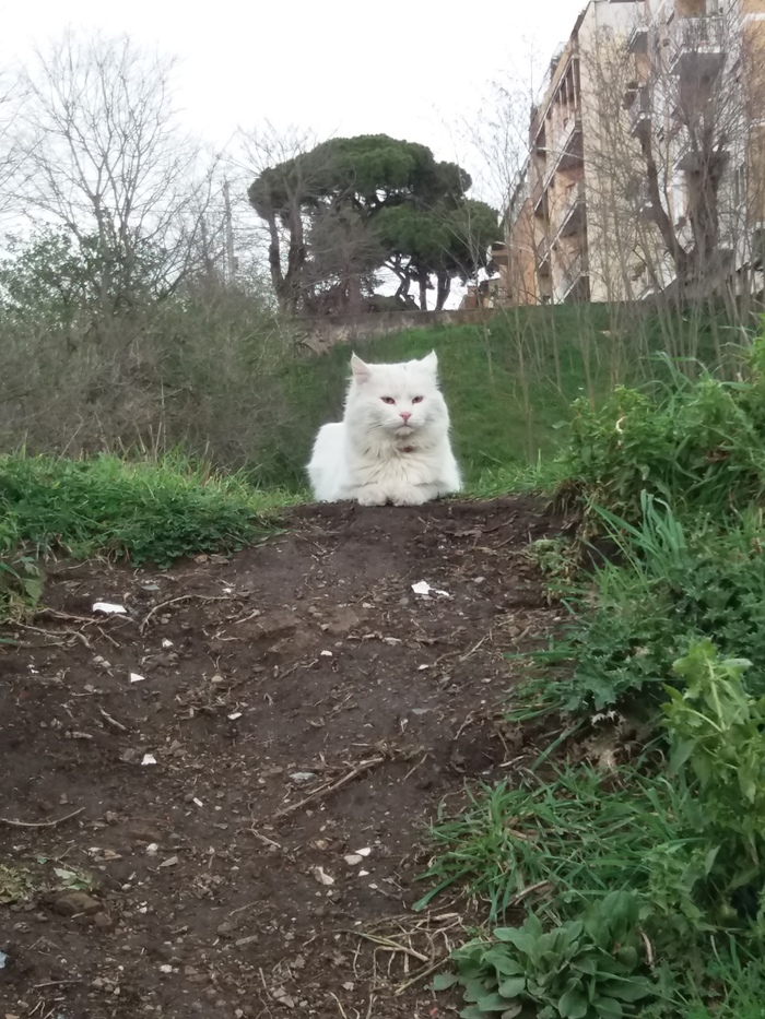 King of the hill - My, cat, The park, 