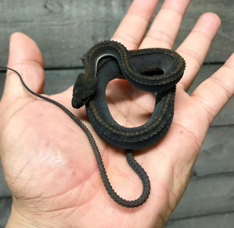 , &quot; &quot;,   &quot; &quot;.