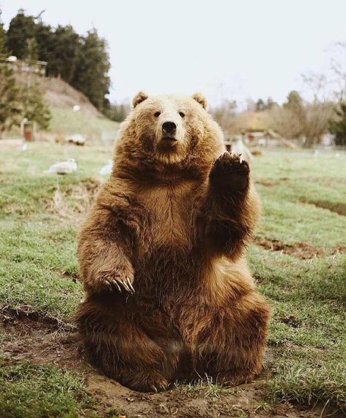 - Calm down, I already ate. - The Bears, Nature, The beast, The photo, Fat man, Fullness