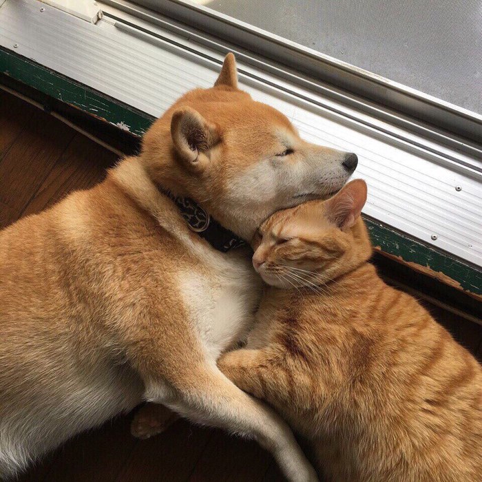 Cat and dog - The photo, cat, Dog