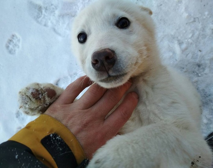 Altai white bear >_< - Altai, Mountain Altai, Instagram, The photo, , Milota, Dog, Altai Republic