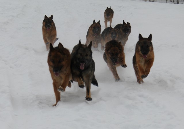 Winter racing - My, Dog, German Shepherd, Longpost