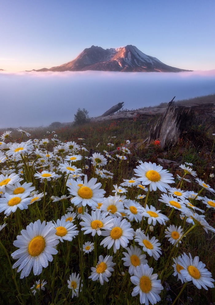 Sunrise at St. Helens - , The mountains, Fog, Reddit, Chamomile, Volcano St. Helens, Volcano