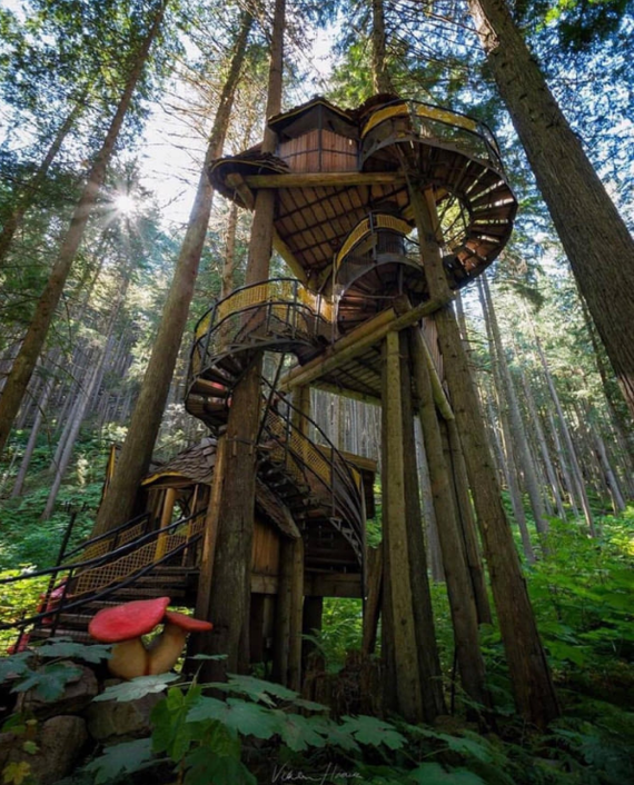 Tree house - Tree house, House in the woods, Canada